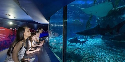 Công viên Đại Dương Hồng Kông - Tour Du Lịch hồng Kong Công viên Đại Dương Hồng Kông - Tour Du Lịch hồng Kong
