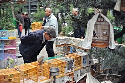 Khám phá chợ Chim Yuen Po - Hồng kông Khám phá chợ Chim Yuen Po - Hồng kông