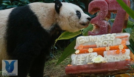 Hồng Kông: Chú gấu già nhất thế giới đón sinh nhật ở Ocean Park