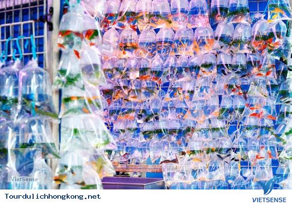 Du lịch Hồng Kông - chợ cá mong kok