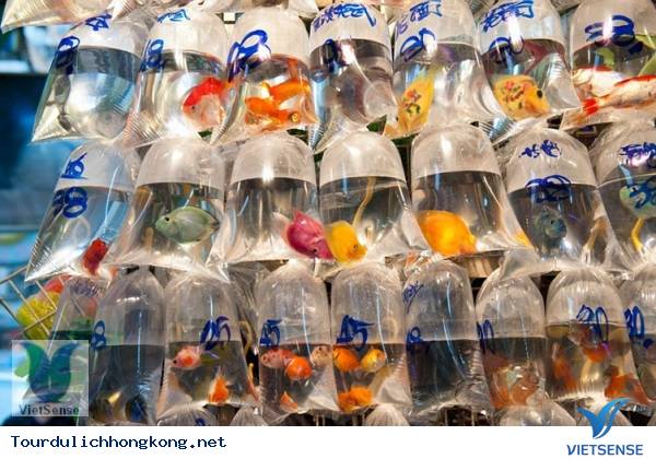 Du lịch Hồng Kông - chợ cá mong kok