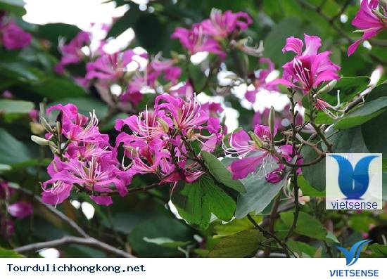 Dương tử kinh - Biểu tượng Hồng Kông Dương tử kinh - Biểu tượng Hồng Kông