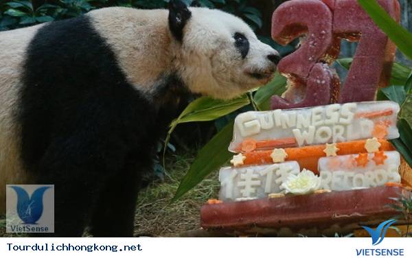 Hồng Kông: Chú gấu già nhất thế giới đón sinh nhật ở Ocean Park Hồng Kông: Chú gấu già nhất thế giới đón sinh nhật ở Ocean Park