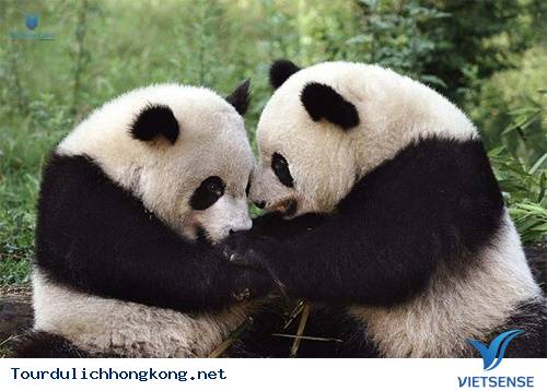 kỷ niệm hành trình hongkong kỷ niệm hành trình hongkong
